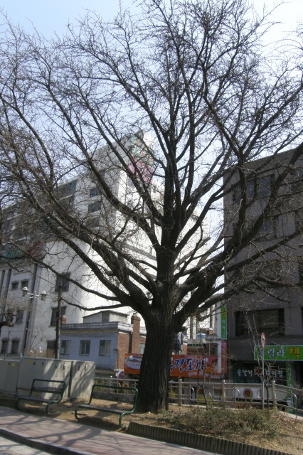 명동왕만두 이미지